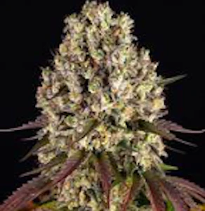 High Falls Canna - High Falls Canna | Flower | sour diesel x og kush | 14G