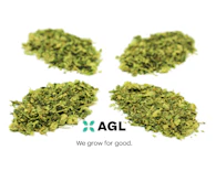 AGL 28g Select Grind Glue Fondue (S) 01319