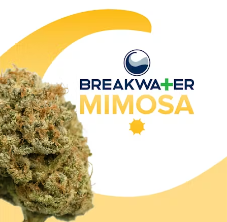 Breakwater | Mimosa | 3.5g | Flower