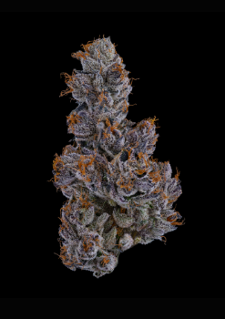 Clade9 | Raspberry Runtz | 1g | Flower