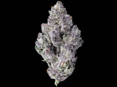 MAVEN 1G 98K Indoor Flower