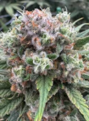 Grizzly Goo | 3.5g A Buds | TAX INCLD