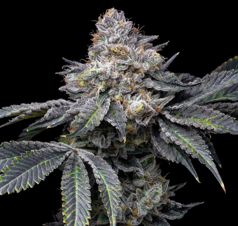 14g Permanent Marker - Indica Dominant Hybrid