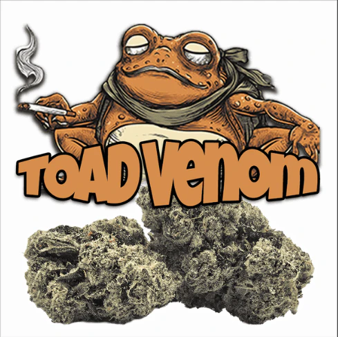 GREEN DRAGON - GREEN DRAGON - Flower - Toad Venom - 3.5G Main Image