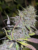 Flower | Chem O.B.