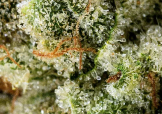 1g - Hashburger - Indica