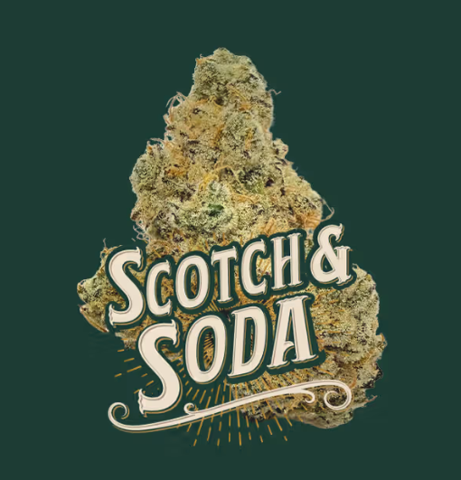 Scotch and Soda 3.5g