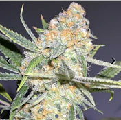 Flower | Blue Dream