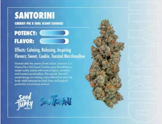 Santorini - 14g (H) - Seed Junky