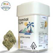 Coastal Sun Flower 7g - White Runtz 29%