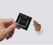 DIME BAGS | PREMIUM FLOWER| HOUSE OF SACCI | TROP CHERRY