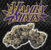 Green Dragon 3.5G Mamba Mints Indoor Flower