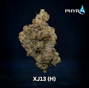 XJ 13 Whole Flower 3.5g (H) 00584