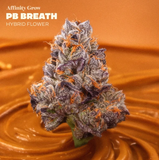 AFFINITY - PB Breath Flower (H) 01005 Main Image