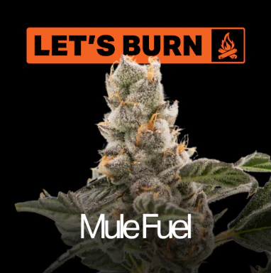 LET'S BURN - Let's Burn Mule Fuel 3.5g 0083 Main Image