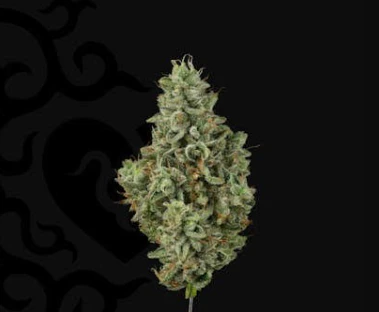 Grassroots - Grassroots Whole Flower 28g Velvet Spritz (H) 01918 TC 29.265% Main Image