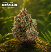 Medellin Flower (H) 01028