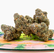 TEDS BUDZ Pootie Tang 3.5G