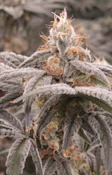 Mule Fuel | 3.5g Premium Flower | TAX INCLD