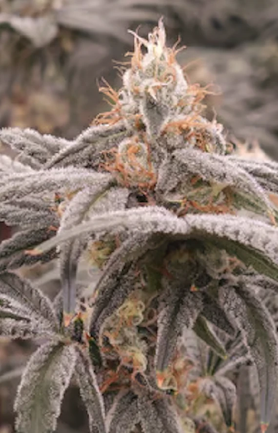 APPLE GUY FLOWERS - Mule Fuel | 3.5g Premium Flower | TAX INCLD Main Image