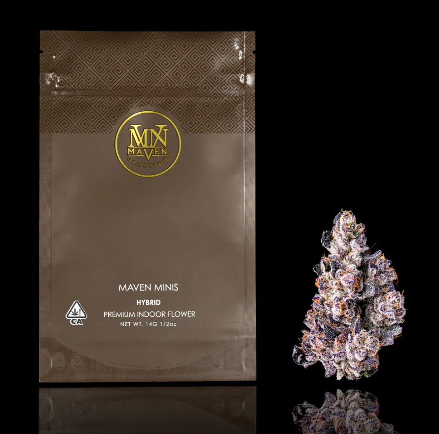 Maven Genetics - Dirty Laundry (Minis) - 14g (H) - Maven Main Image