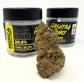 Hashtag Honey | Flower | Pack Mule | 3.5G |