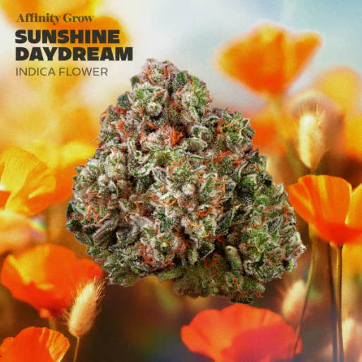 AFFINITY - Sunshine Daydream Flower (I) 01069 Main Image