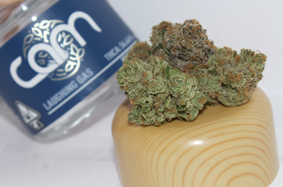 CAM - CAM | LAUGHING GAS | FLOWER | 3.5G Main Image