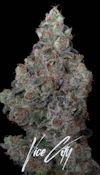 1g - Vice City - Hybrid