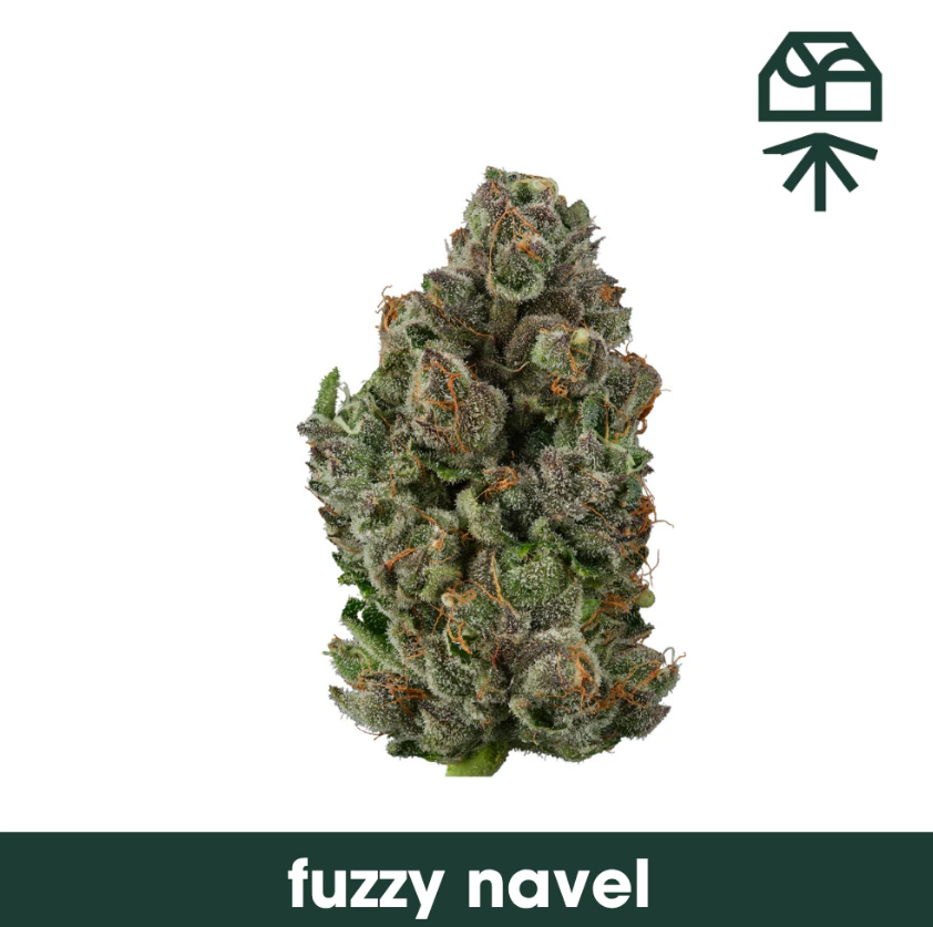 Grassroots - Grassroots | Flower | Fuzzy Navel | 3.5G Main Image