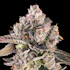 Product Preview Image 2