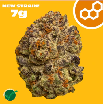 Theraplant - Pinyatti 7g 42018 Main Image