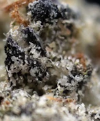 MilkWeed | White Zlushie | 3.5G