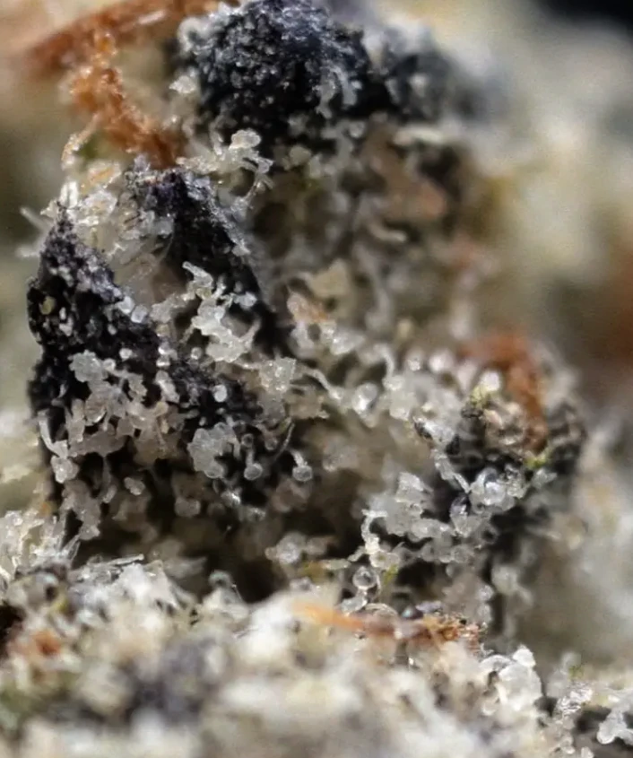 Milkweed - MilkWeed | White Zlushie | 3.5G Main Image