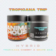 Animal House - Tropicana Trip - 3.5G Flower