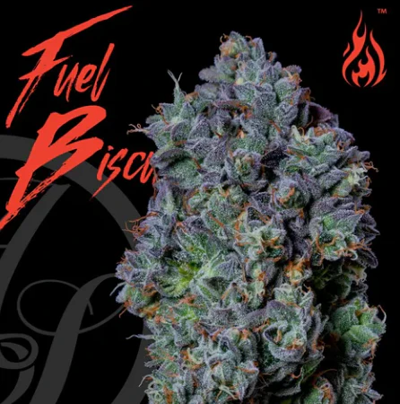 AltSol - 3.5g - Fuel Biscuits - Sativa Dom Hybrid Main Image