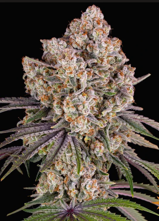CORNERSTORE CULTIVATION - 1g Ice Cream Cake - Indica Dom Hybrid Main Image