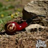 Product Preview Image 2