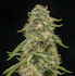 Product Preview Image 2