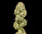 Product Preview Image 2