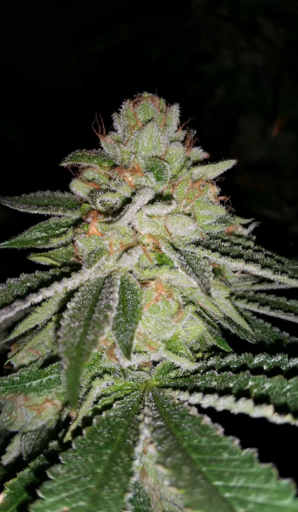 AltSol - 3.5g - Blue Limeade - Sativa Dom  Main Image