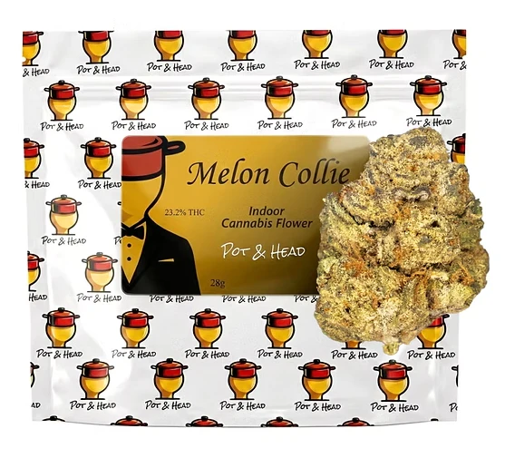 Pot & Head - Pot & Head | Flower | Melon Collie | 28G Main Image