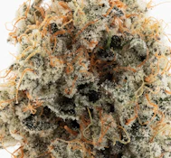 Lumpy's 3.5G Banana Bread Indoor Flower