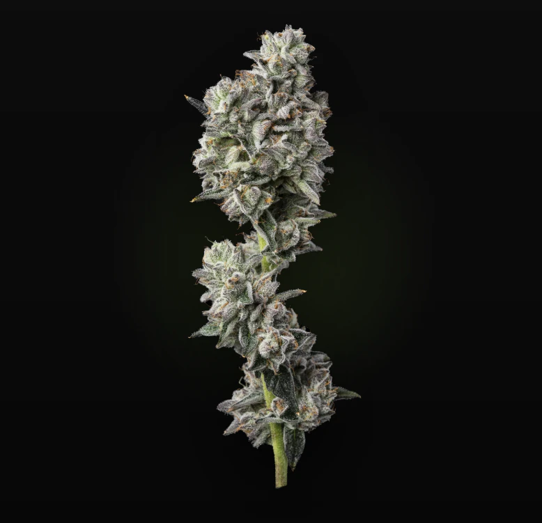 AltSol - 3.5g Petrol Potion - Sativa  Main Image