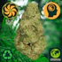 Product Preview Image 1