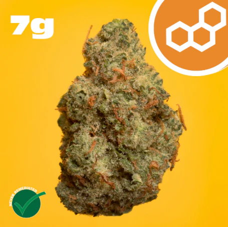 Theraplant - Grand Pappy's Chillemon 7g 42151 Main Image