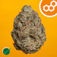 Strawberry Cndy