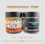 Tropicana Trip - 3.5G Flower