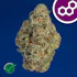 Product Preview Image 1
