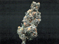 Grassroots Whole Flower 14g Banana Belts (H) 02147